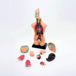 Modelo de torso anatómico